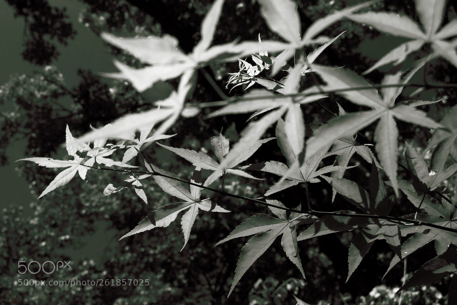 Nikon D7000 sample photo. Japanese maple 1 photography
