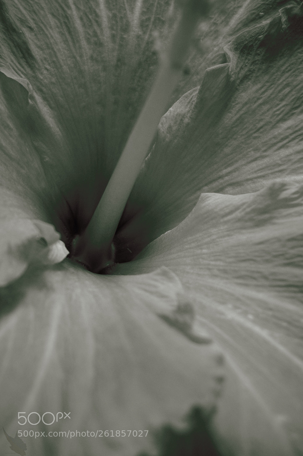 Nikon D7000 sample photo. Hibiscus close up 1 photography