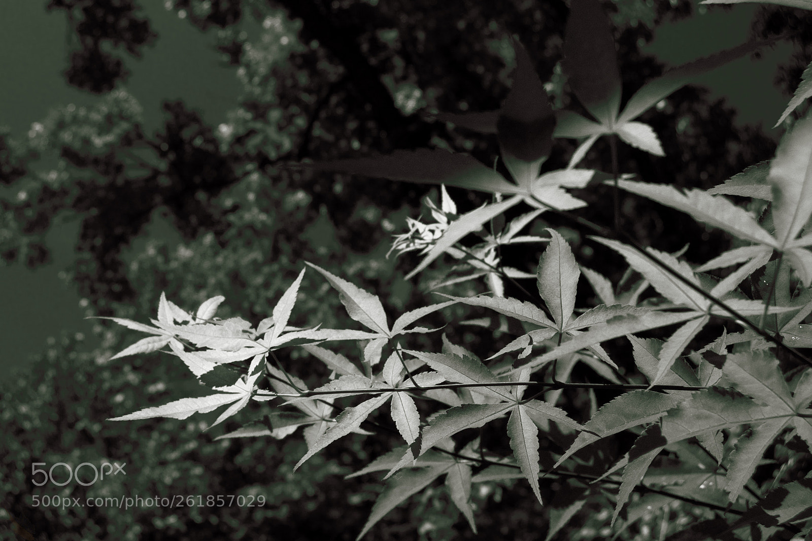 Nikon D7000 sample photo. Japanese maple 2 photography