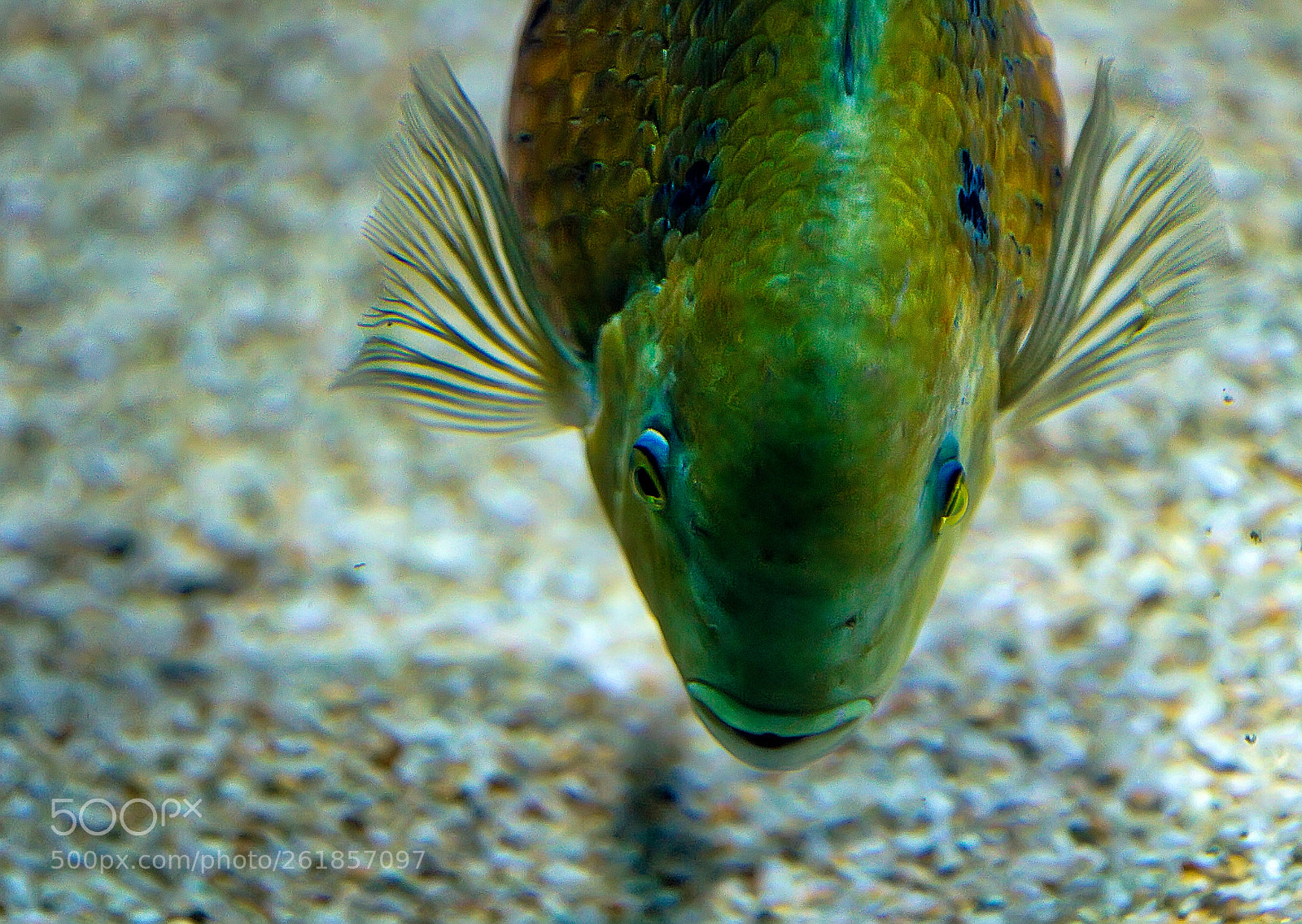 Canon EOS 7D sample photo. Aquatiques couleurs photography