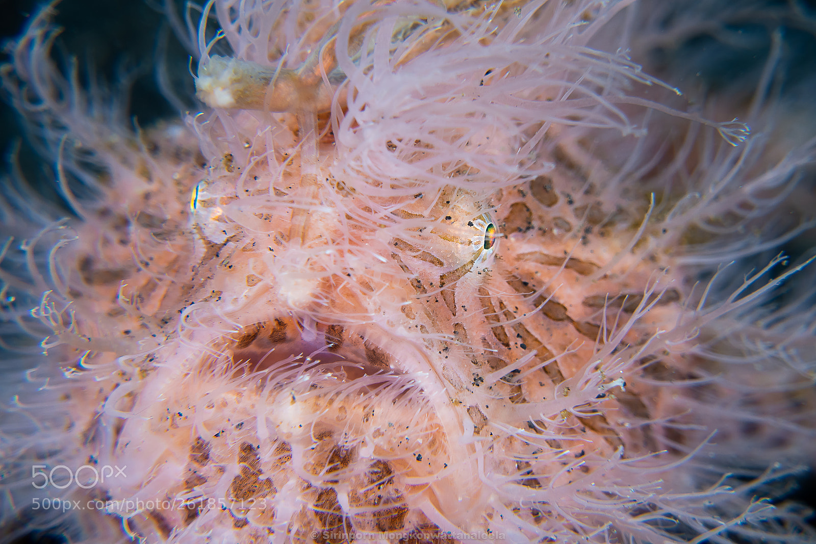 Sony DSC-RX100M5 sample photo. Hairy frogfish photography