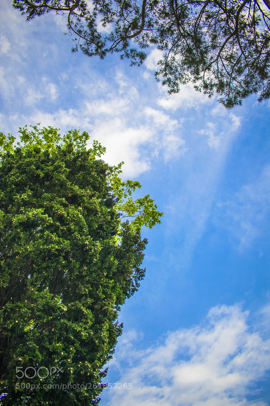 Nikon D3400 sample photo. 树与天空 photography