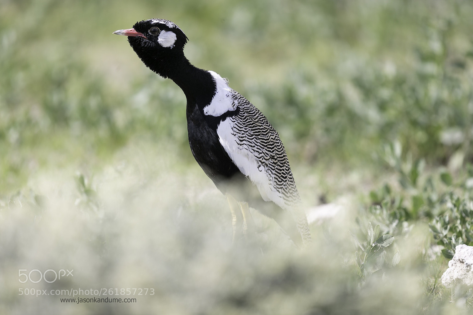 Canon EOS-1D X Mark II sample photo. Northern black korhaan photography