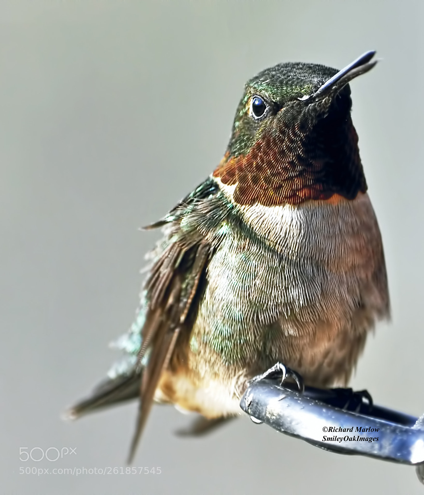 Nikon D5000 sample photo. Hummingbird photography