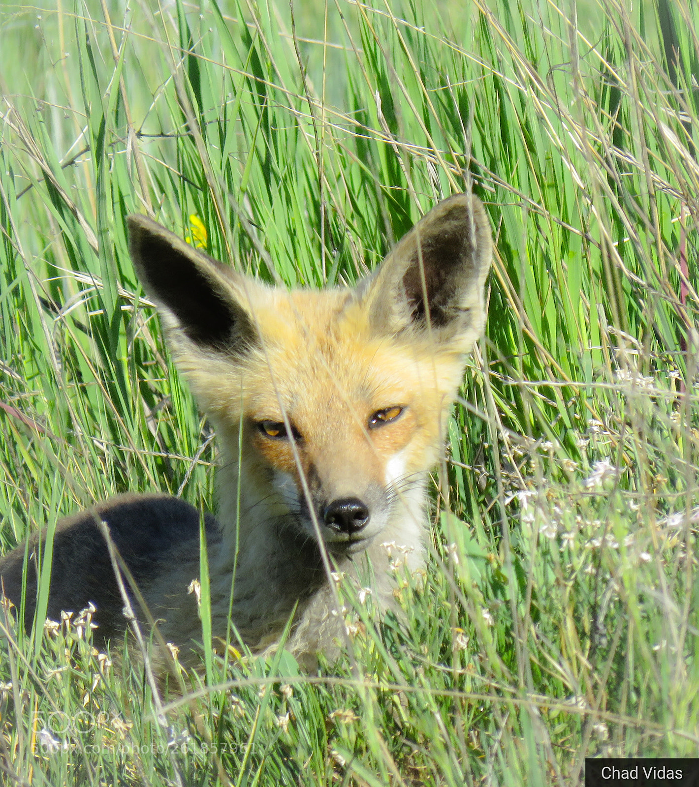 Canon PowerShot SX60 HS sample photo. The fox photography