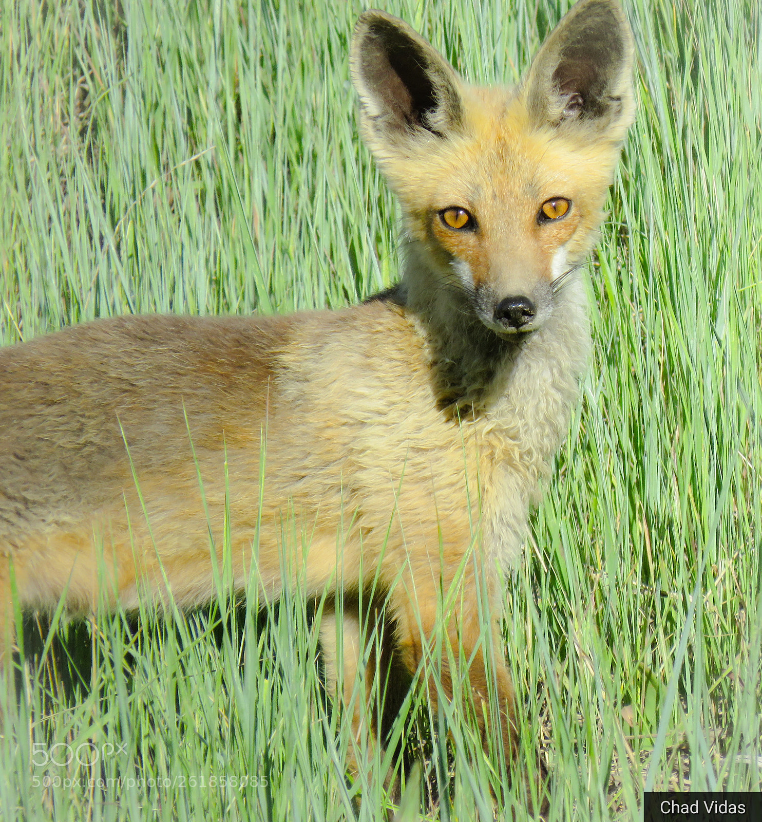 Canon PowerShot SX60 HS sample photo. Stare photography