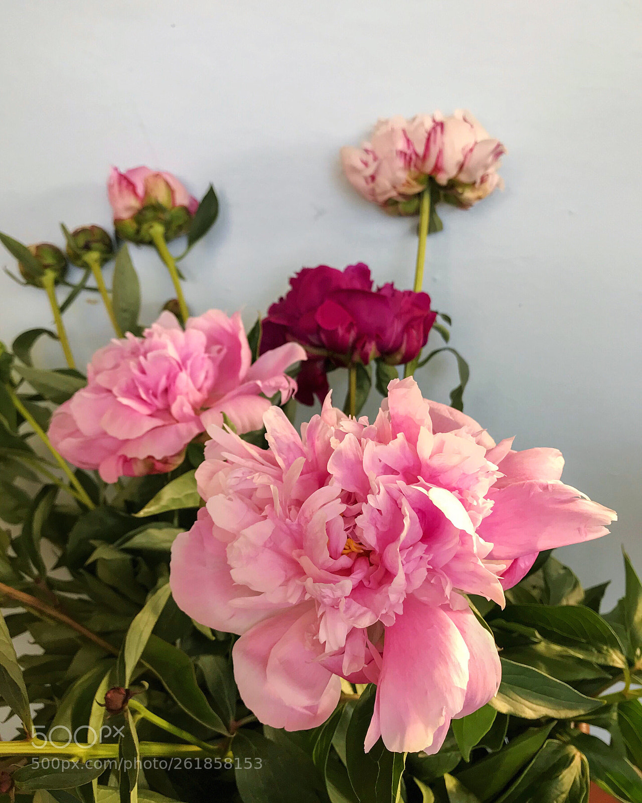 Apple iPhone 7 Plus sample photo. Beautiful peonies iii photography