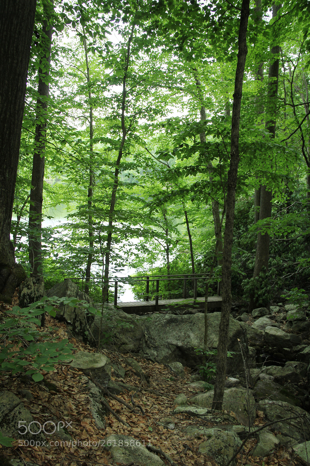 Canon EOS 60D sample photo. Bridge in the woods photography