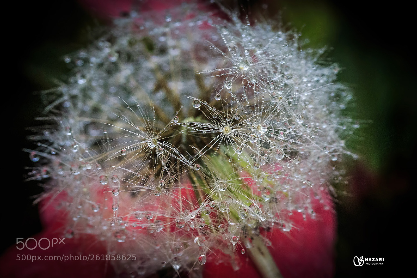 Canon EOS 7D Mark II sample photo. Drops photography