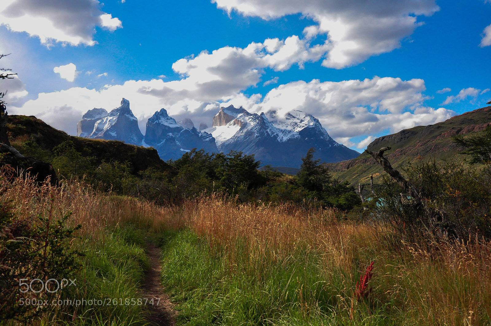 Nikon D90 sample photo. Patagonia grassland photography