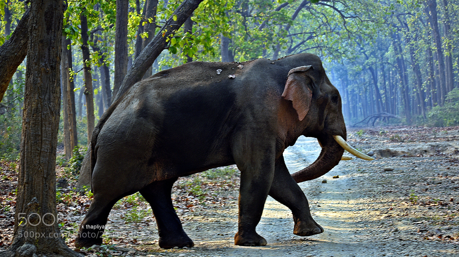 Nikon D750 sample photo. Tusker photography