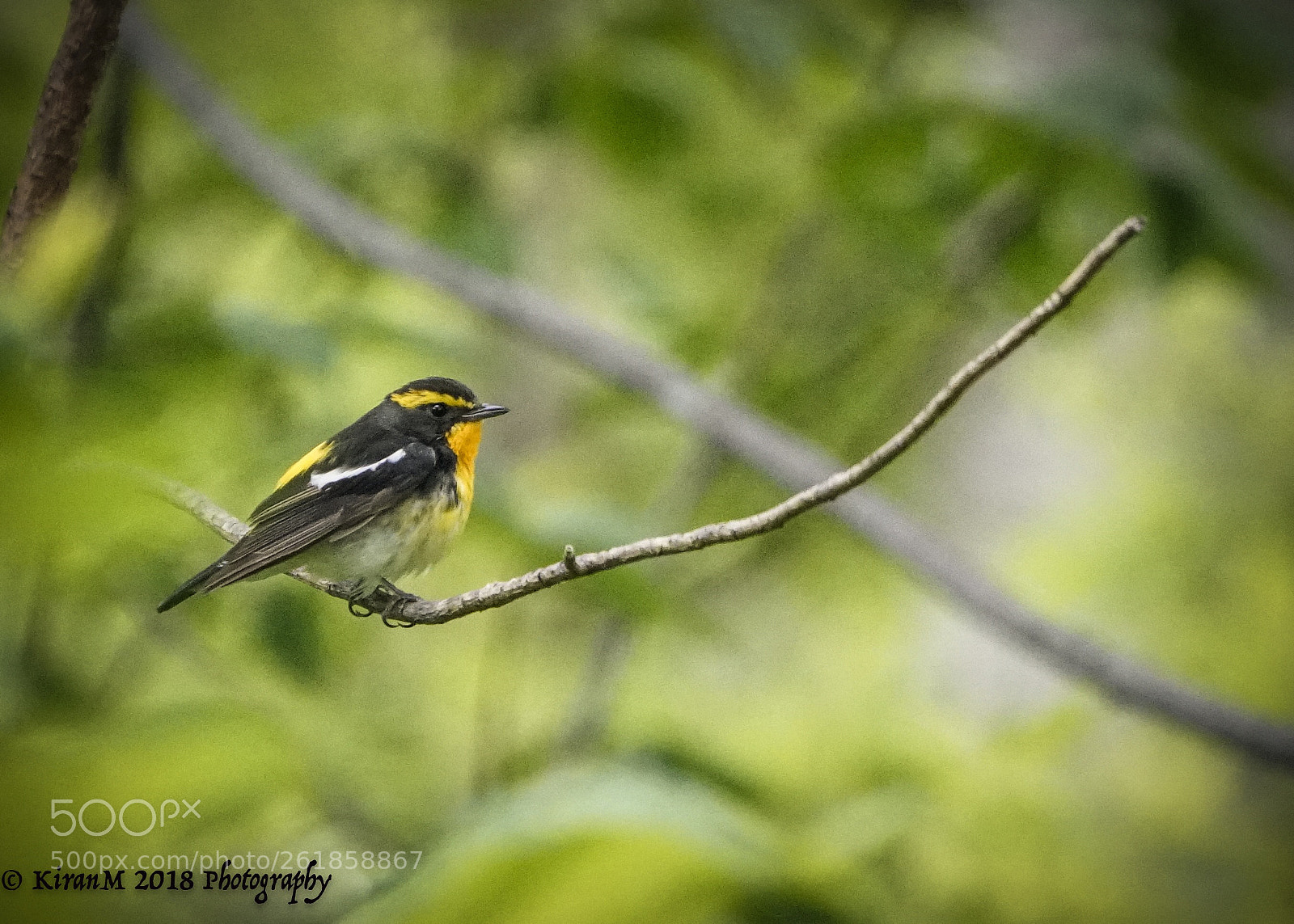 Sony a99 II sample photo. Narcissus flycatcher photography