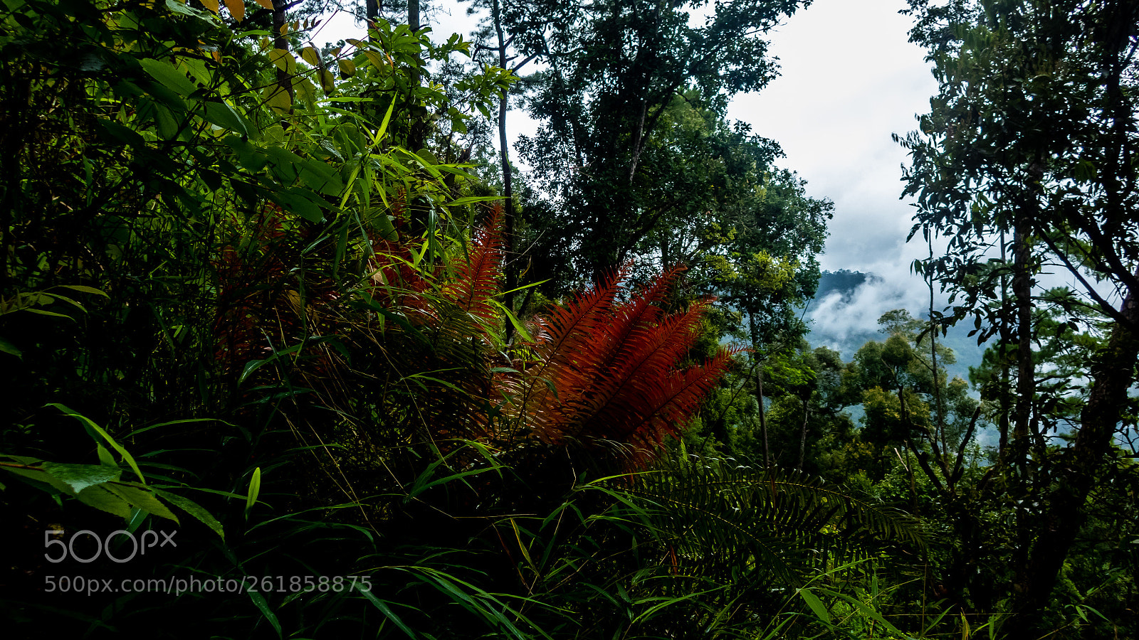 Olympus TG-4 sample photo. Red fern photography