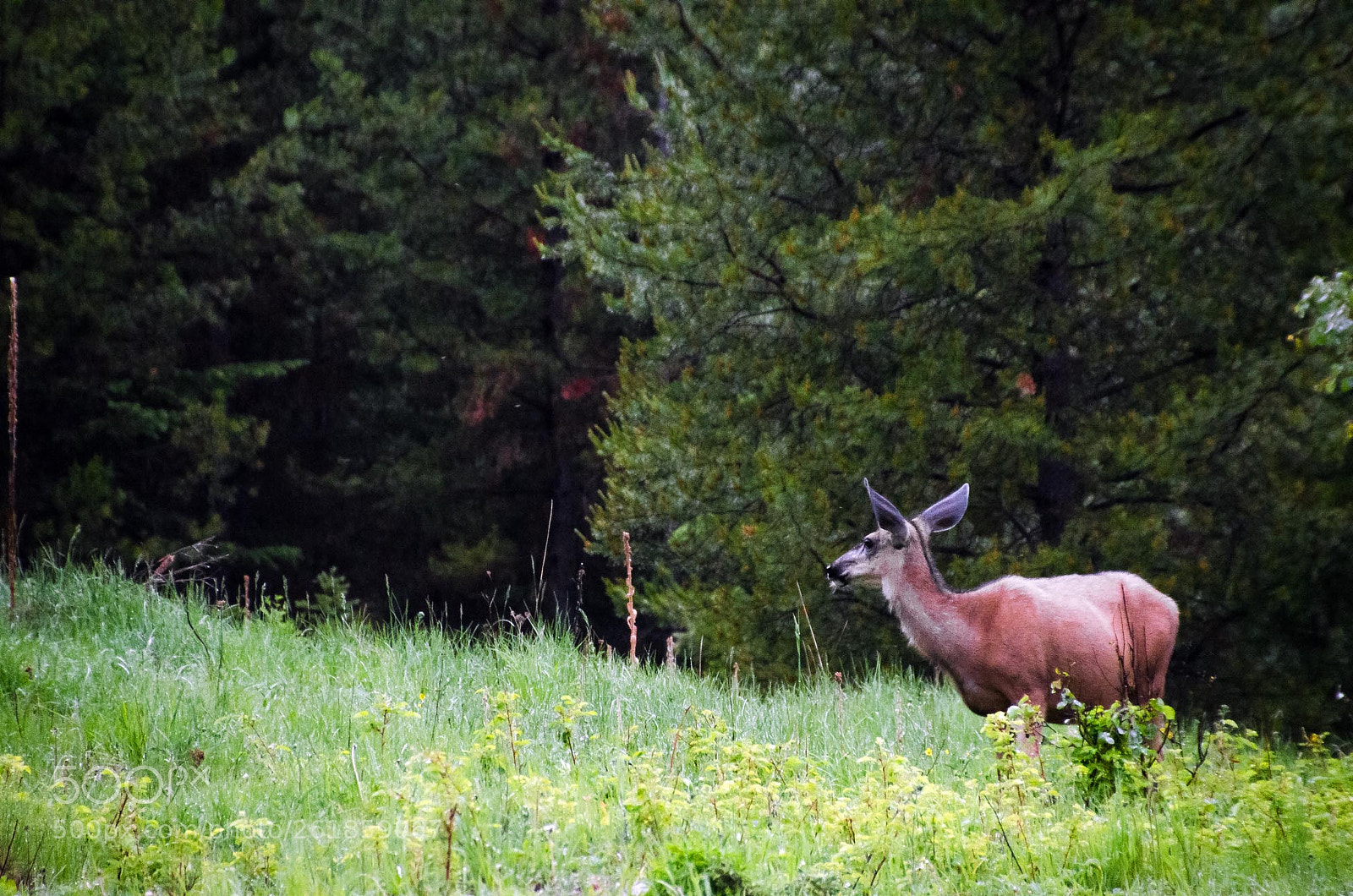 Nikon D5100 sample photo. Mule deer, bc photography