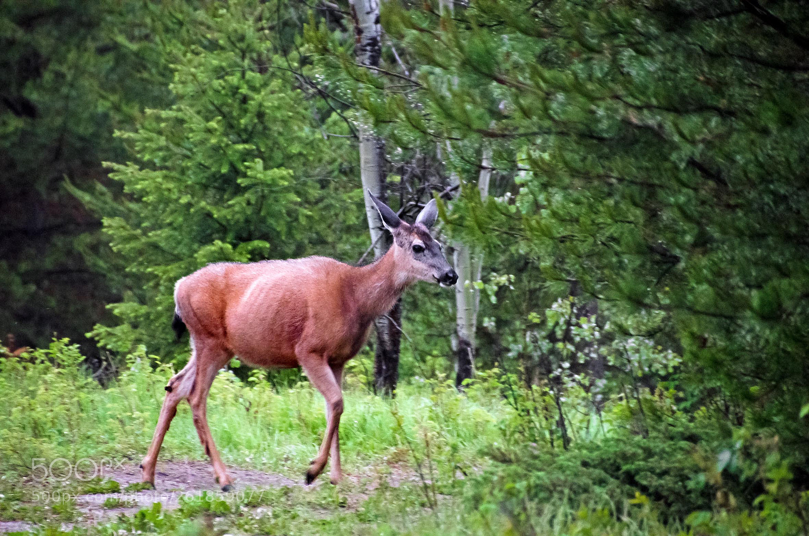 Nikon D5100 sample photo. Wildlife at well gray photography