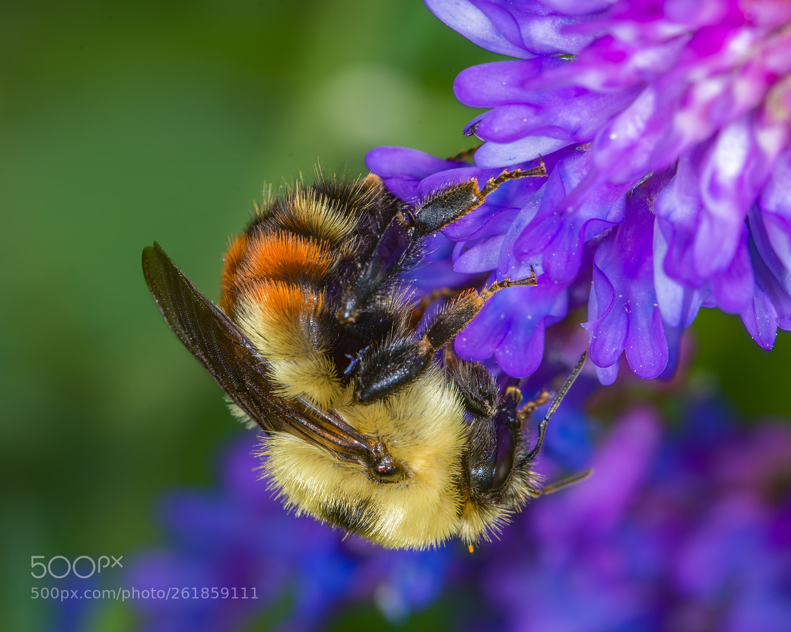 Nikon D7200 sample photo. Bumble bee on vetch photography