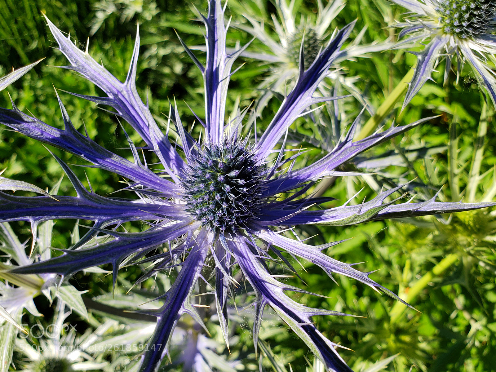 Samsung Galaxy S9+ sample photo. Alpine sea holly photography