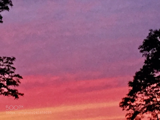 Apple iPhone 6 sample photo. Purple majesty photography