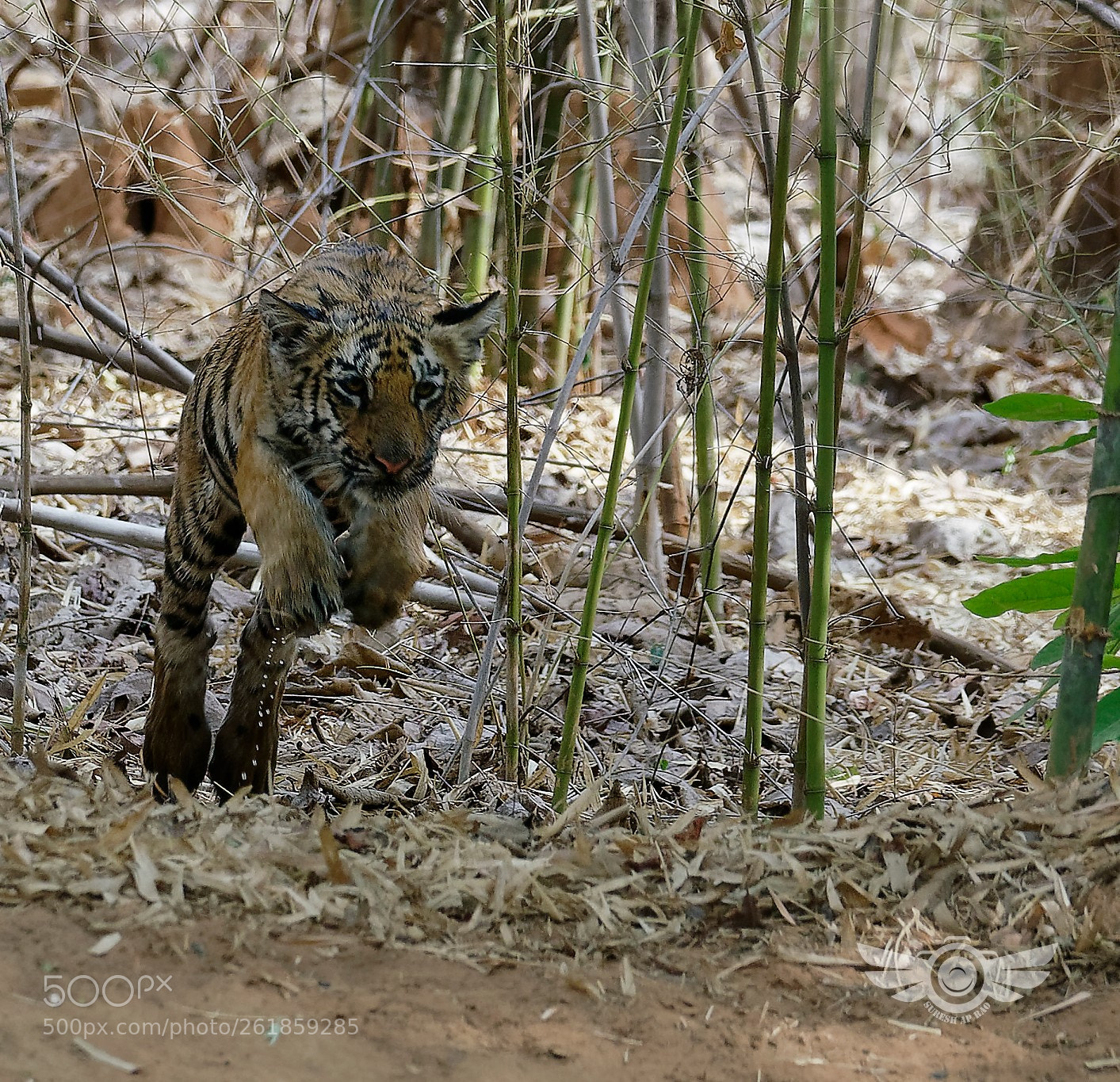 Sony 70-400mm F4-5.6 G SSM II sample photo. Tiger cub photography