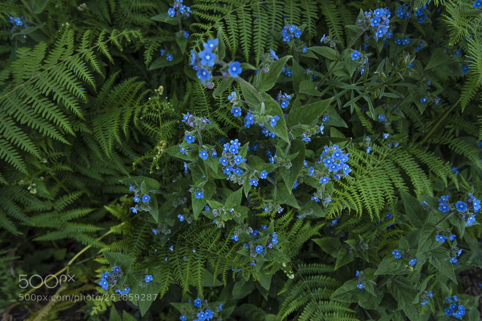 Nikon D750 sample photo. Blue & green photography