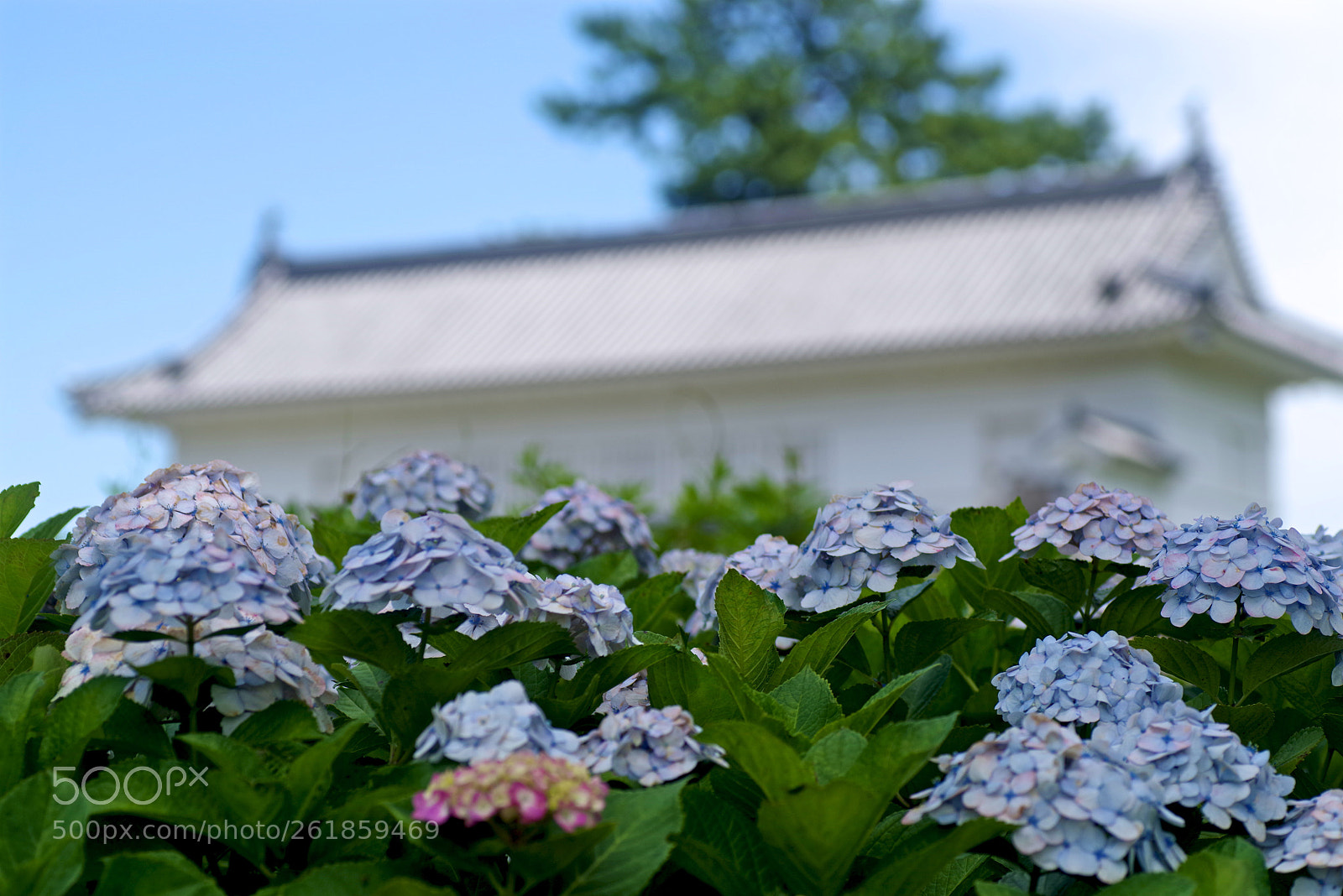 Pentax K-1 sample photo. Castle with hydrangea photography