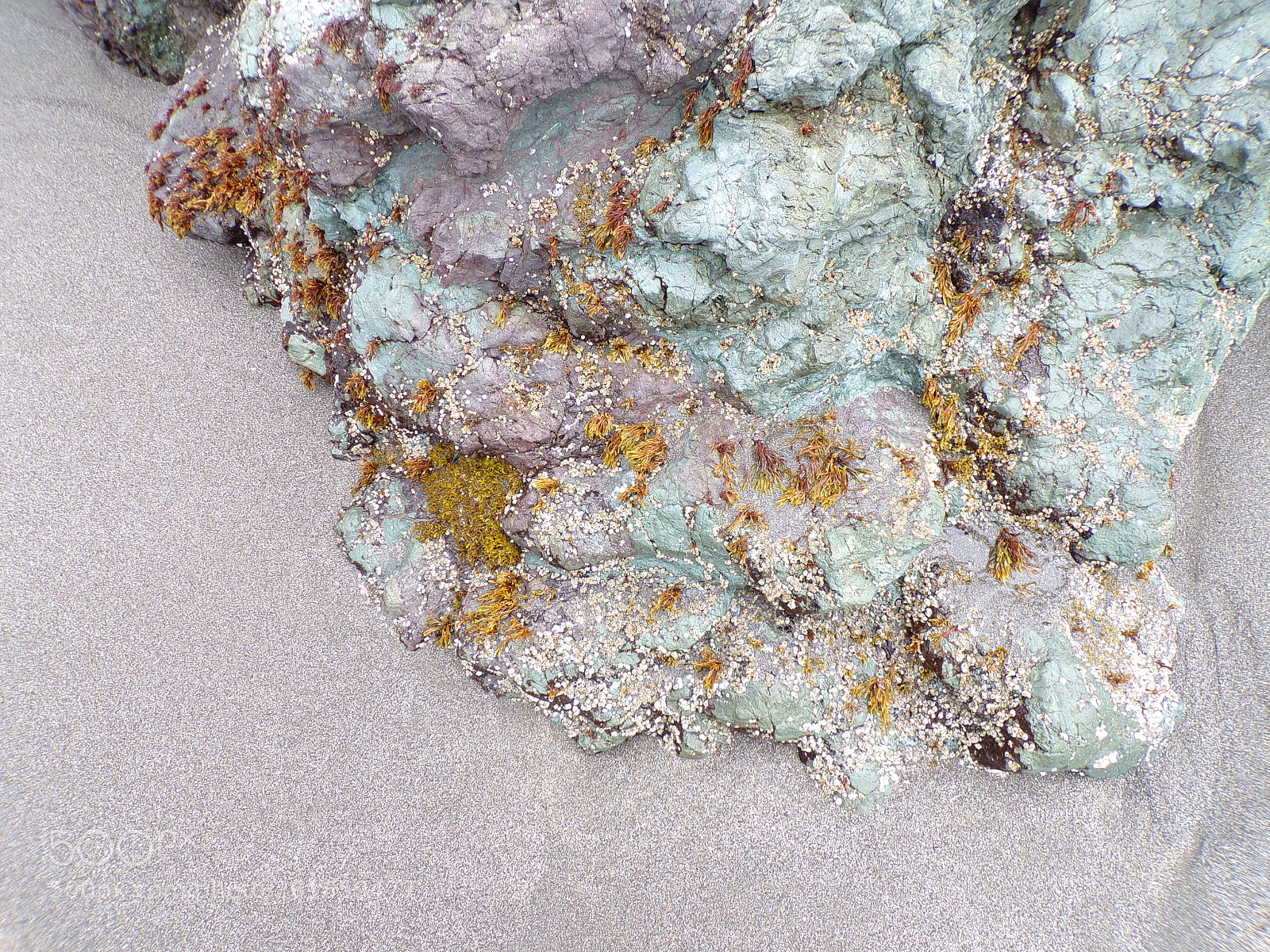 JK KODAK PIXPRO AZ421 sample photo. Lichen on the beach photography