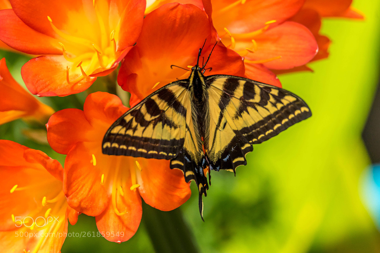 Sony a7 sample photo. Butterfly & flowers  photography