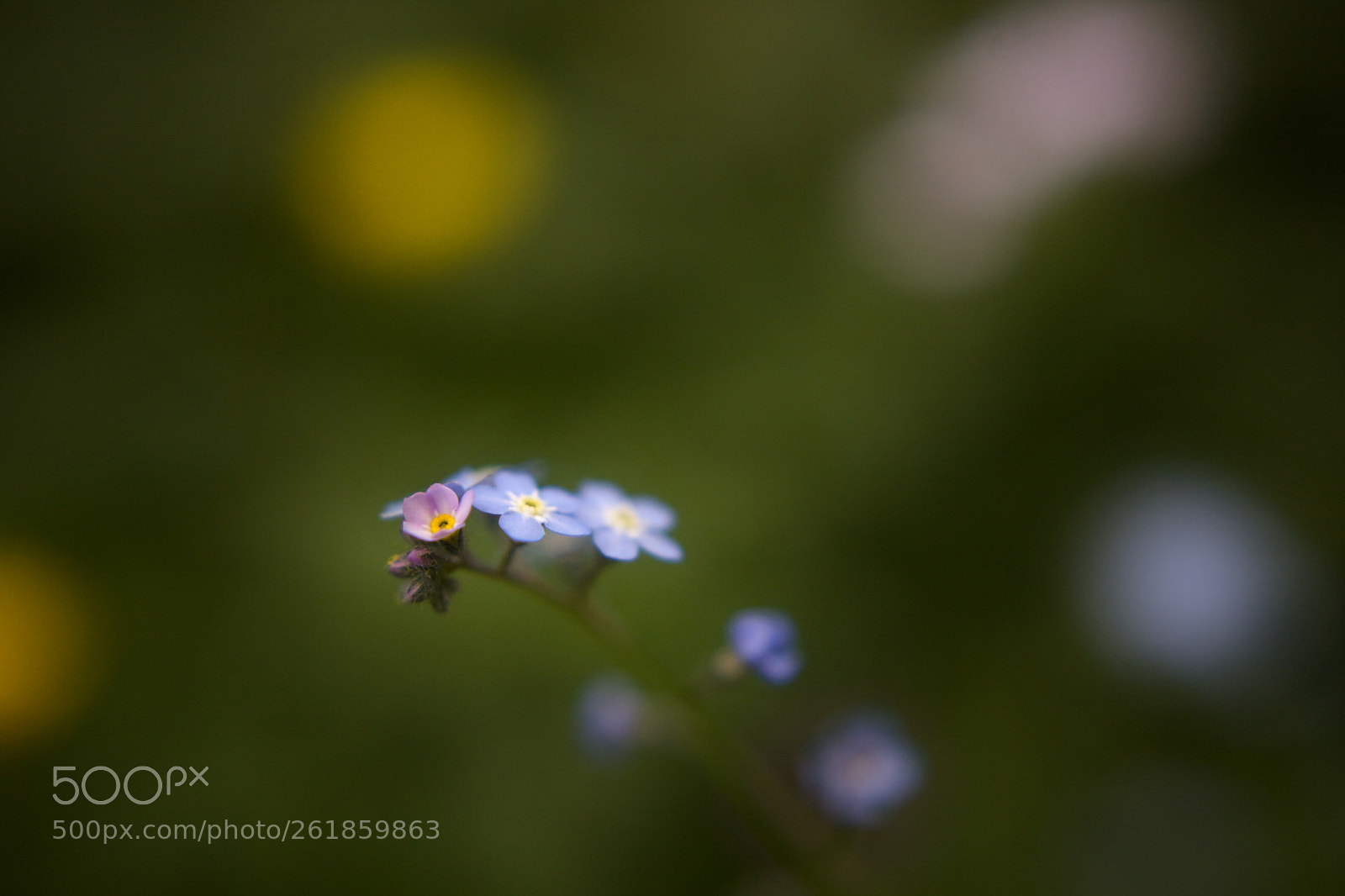 Canon EOS 5D Mark II sample photo. Whispers from afar photography