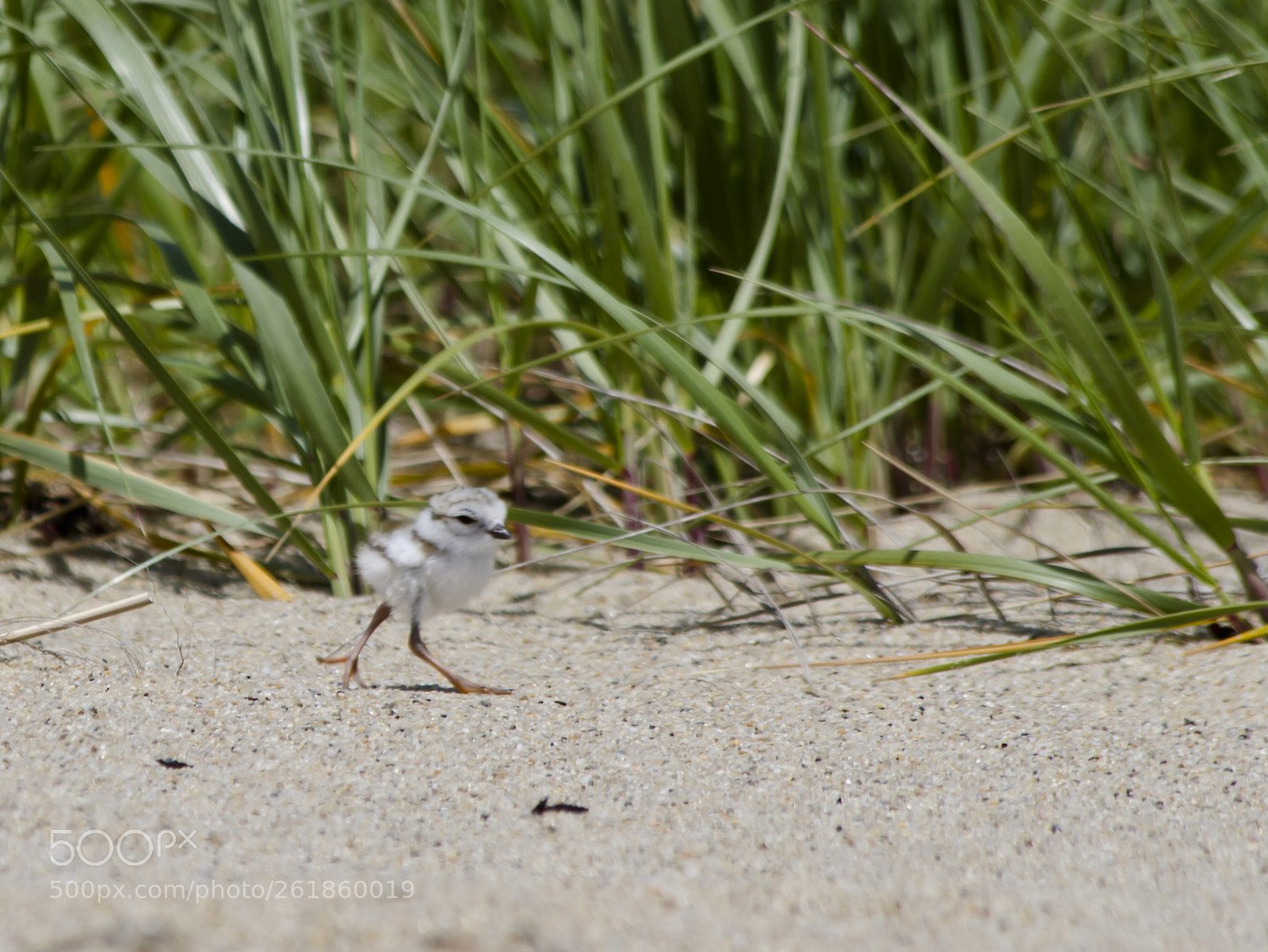 Canon EOS 7D sample photo. Baby plover photography