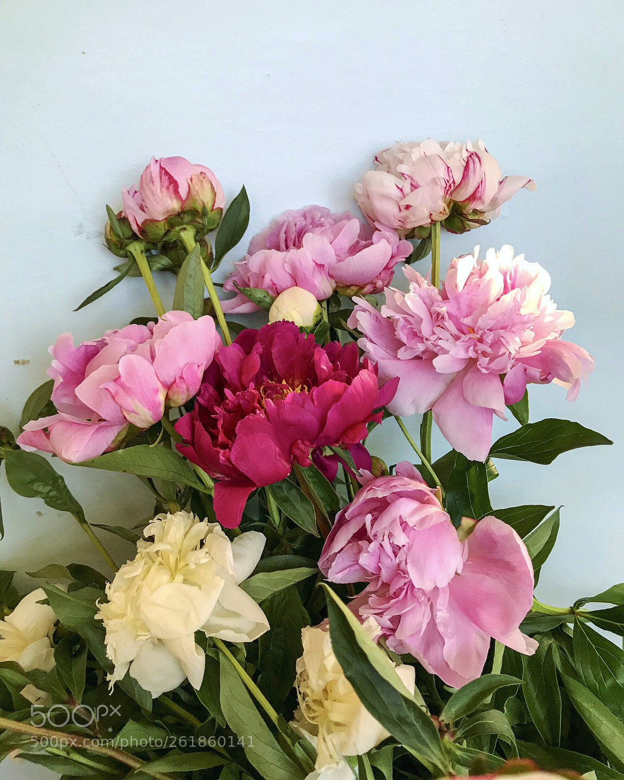 Apple iPhone 7 Plus sample photo. Beautiful peonies iv photography