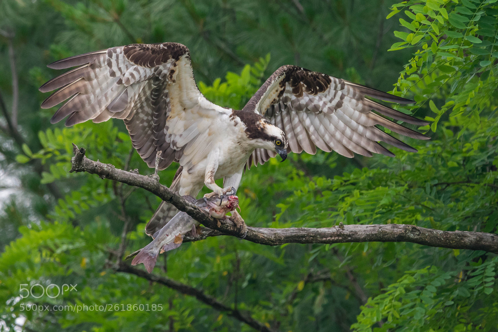 Nikon D3400 sample photo. Osprey catfish wingspan photography