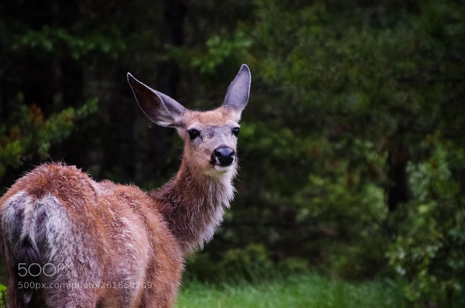Nikon D5100 sample photo. Mule deer, wells gray photography
