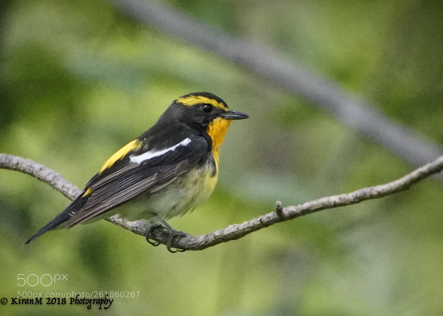 Sony a99 II sample photo. Narcissus flycatcher photography
