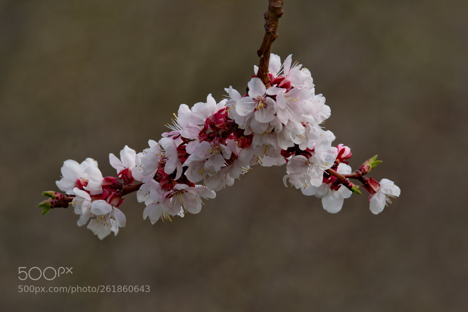 Fujifilm X-T1 sample photo. Russia. flowering apricots on photography