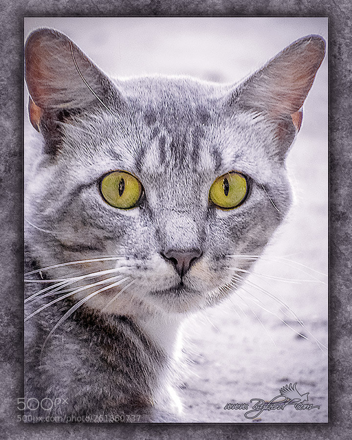 Fujifilm FinePix S1 sample photo. Bob silver photography