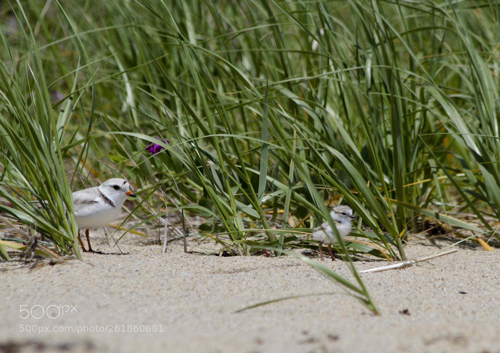 Canon EOS 7D sample photo. Plover and chick photography