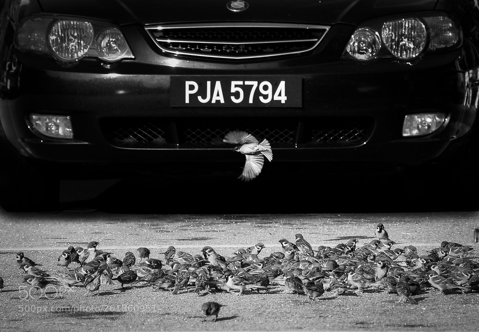 Canon EOS 550D (EOS Rebel T2i / EOS Kiss X4) sample photo. The bird photography