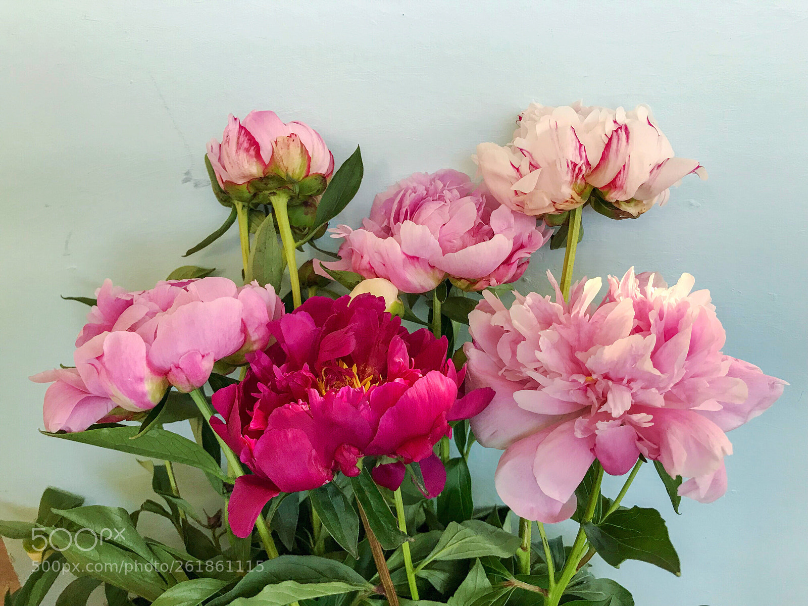 Apple iPhone 7 Plus sample photo. Beautiful peonies v photography