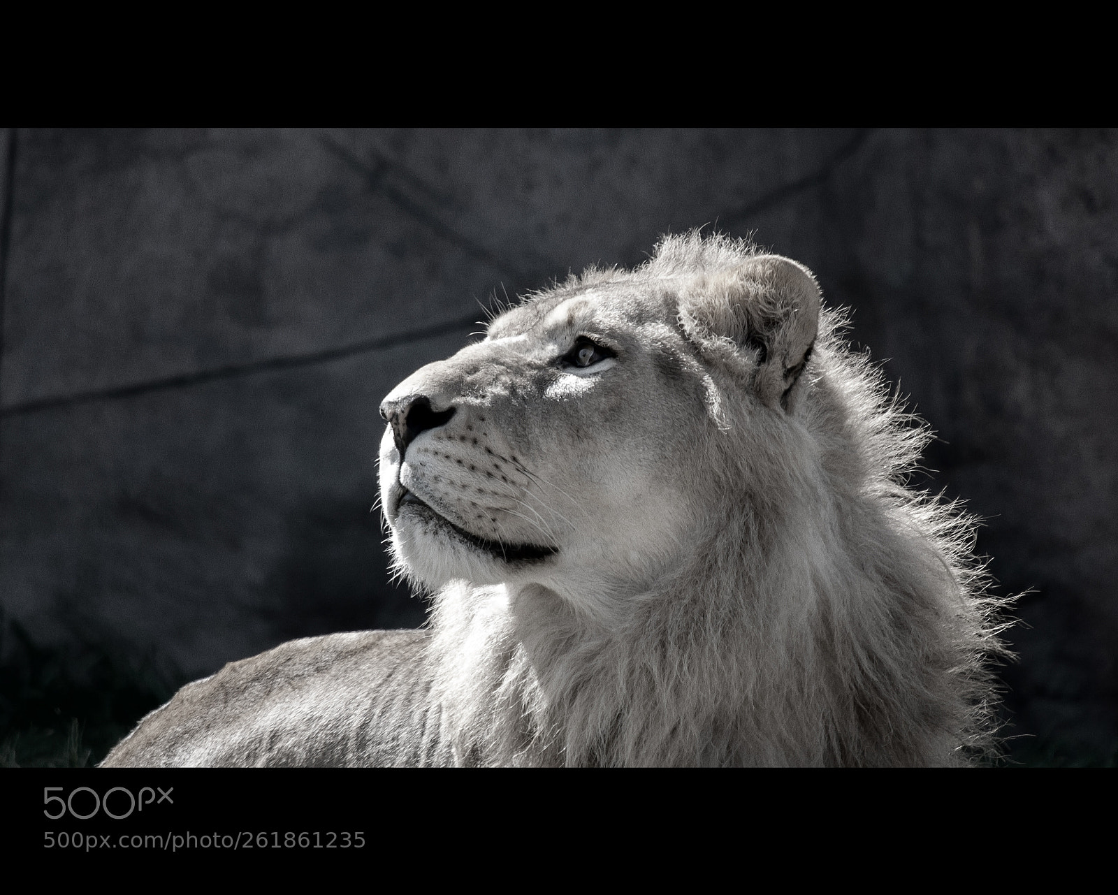 Nikon D700 sample photo. Lion photography