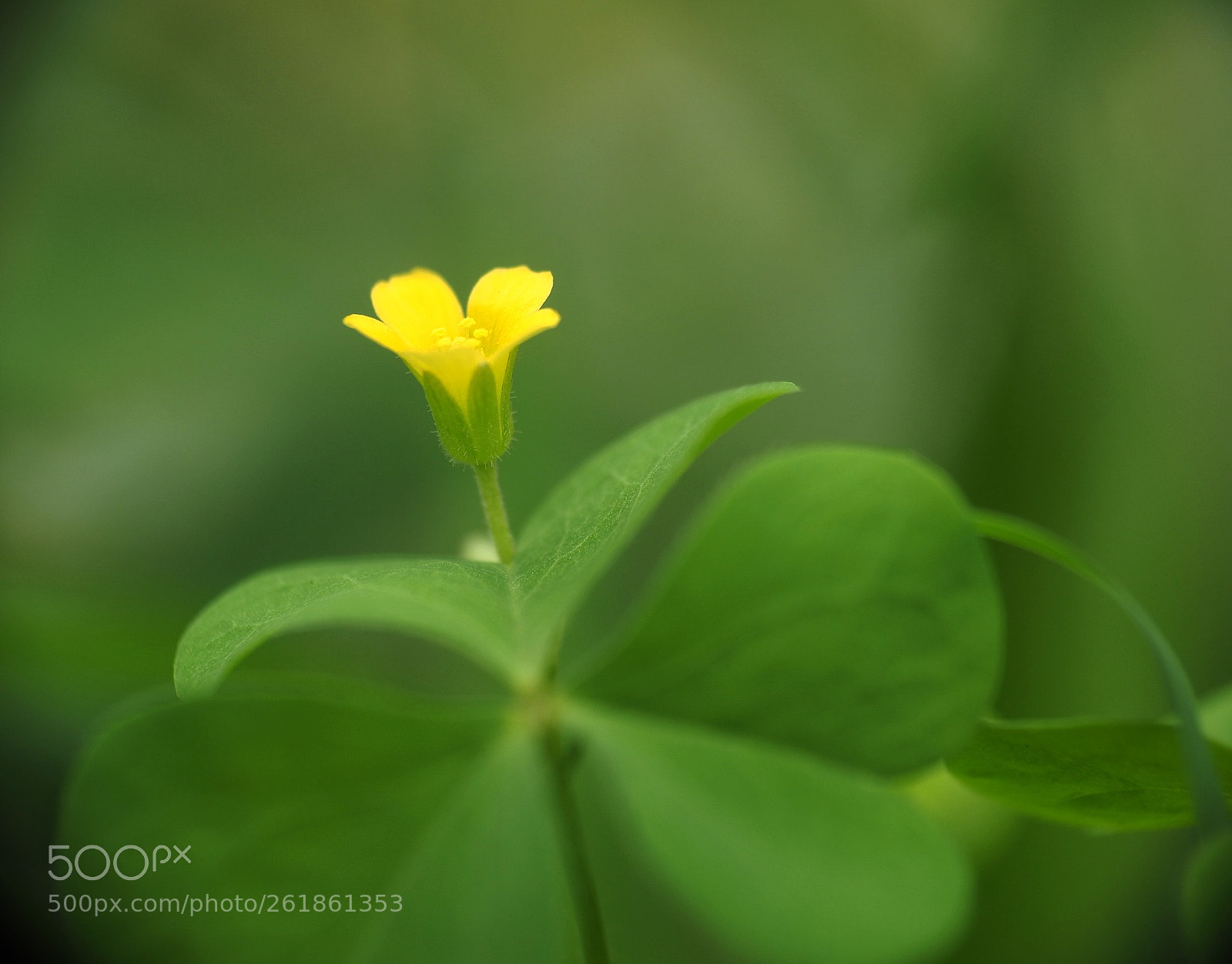 Olympus OM-D E-M5 II sample photo. Yellow photography