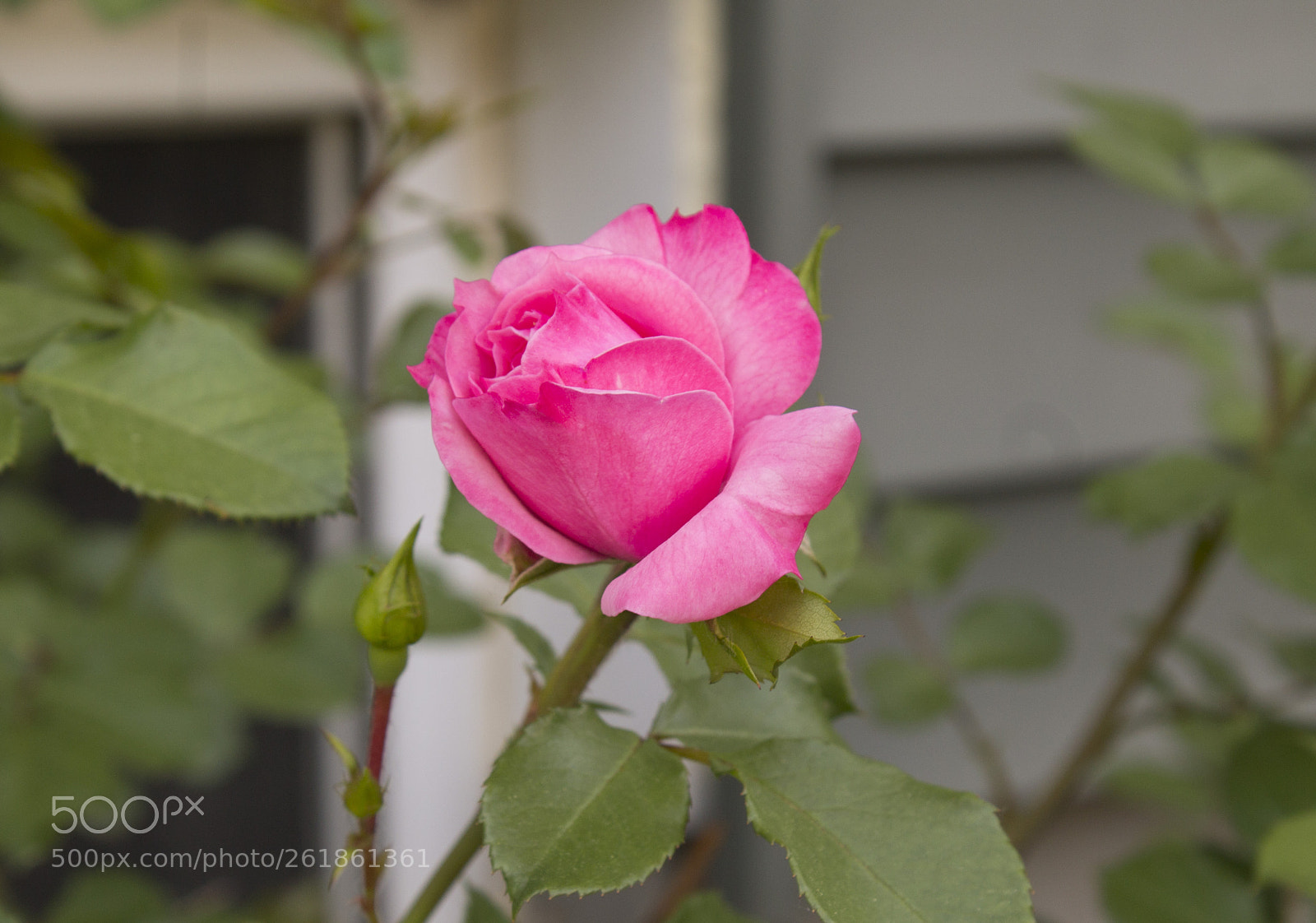 Canon EOS 1100D (EOS Rebel T3 / EOS Kiss X50) sample photo. Img photography