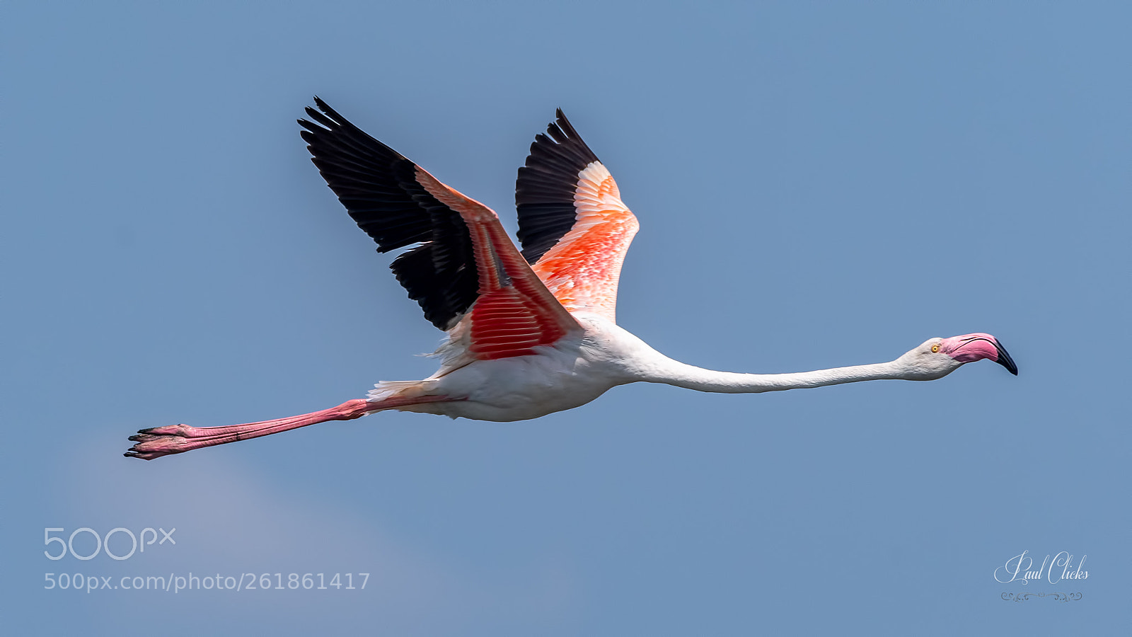 Nikon D500 sample photo. Flamingo in flight photography