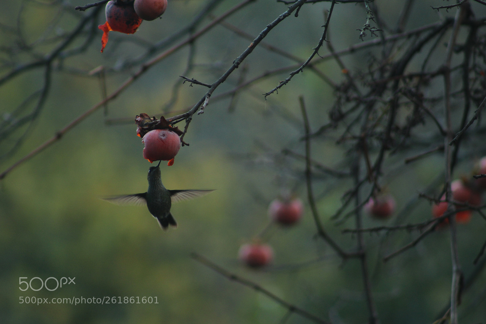 Canon EOS 1300D (EOS Rebel T6 / EOS Kiss X80) + Canon EF 75-300mm f/4-5.6 sample photo. Pequeñín photography