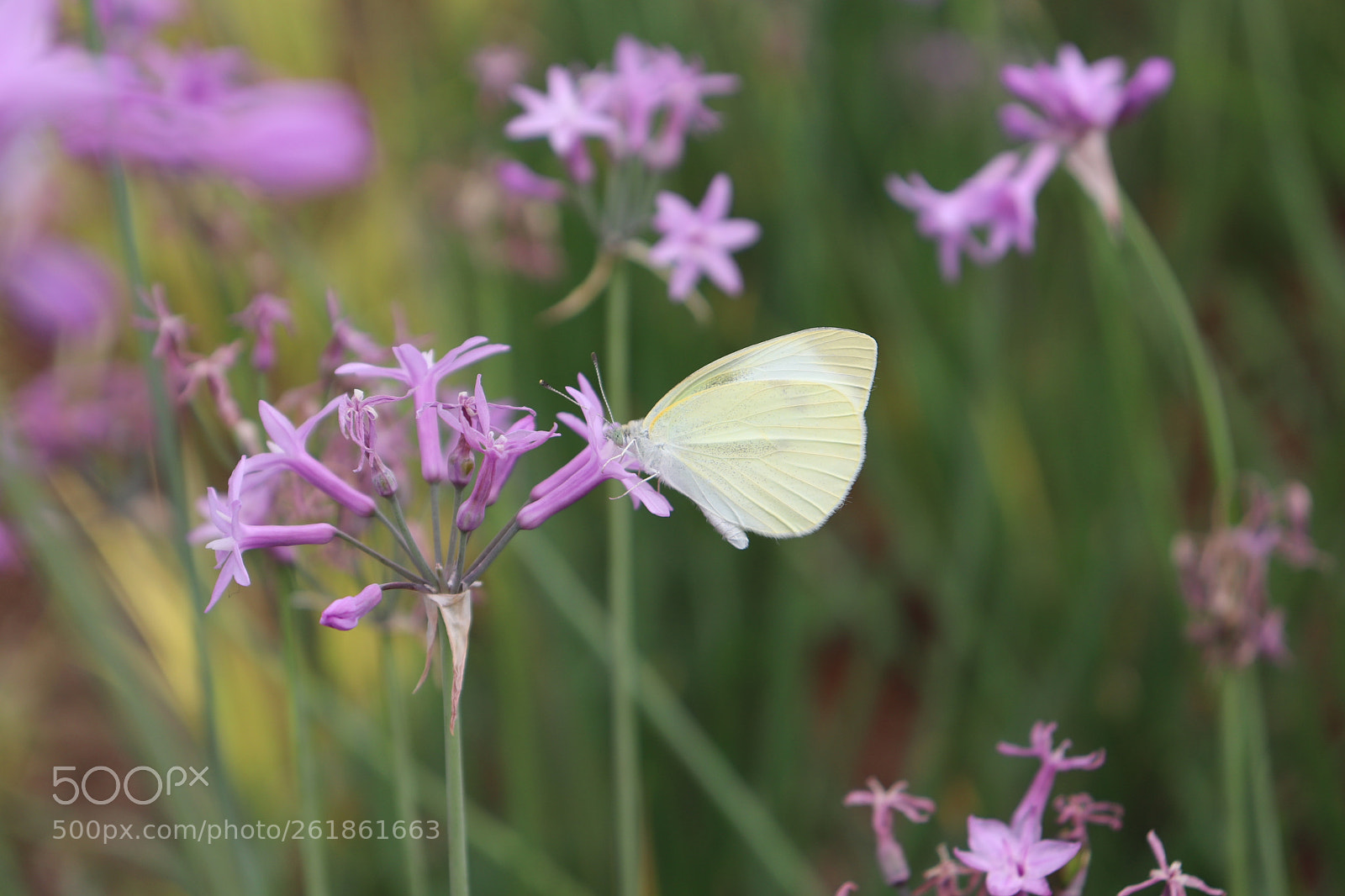 Canon EOS 200D (EOS Rebel SL2 / EOS Kiss X9) sample photo. Flower and butterfly photography