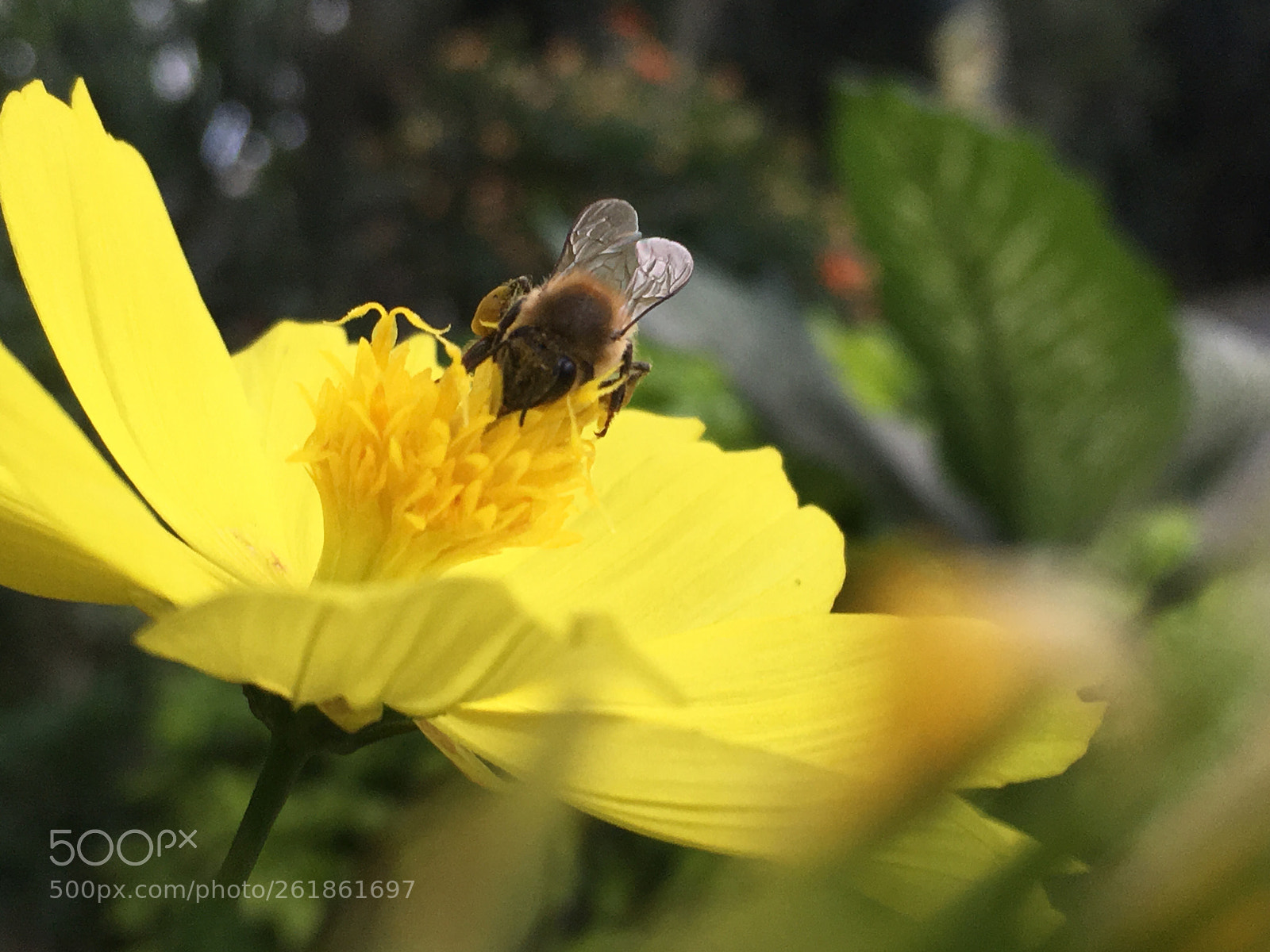 Apple iPhone 6s sample photo. Honey bee 2 photography