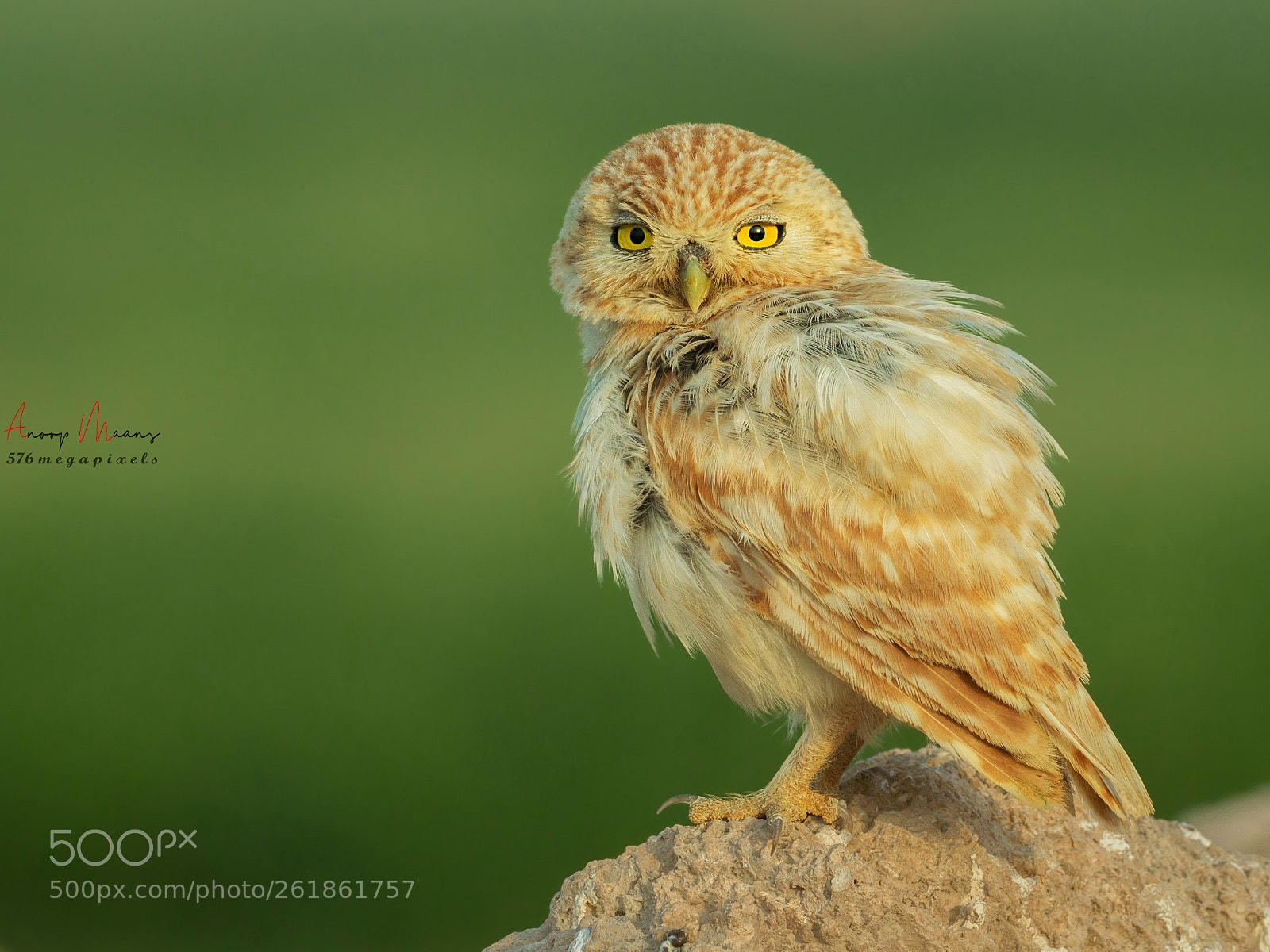 Canon EOS 70D sample photo. Lilith owlet photography