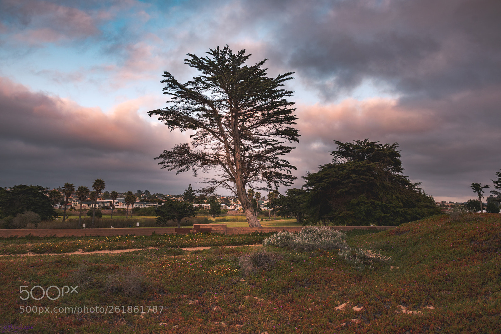 Nikon D5600 sample photo. Majestic tree photography