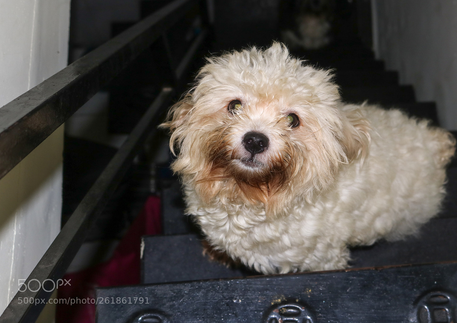 Canon EOS 750D (EOS Rebel T6i / EOS Kiss X8i) sample photo. Wake up seen pet photography