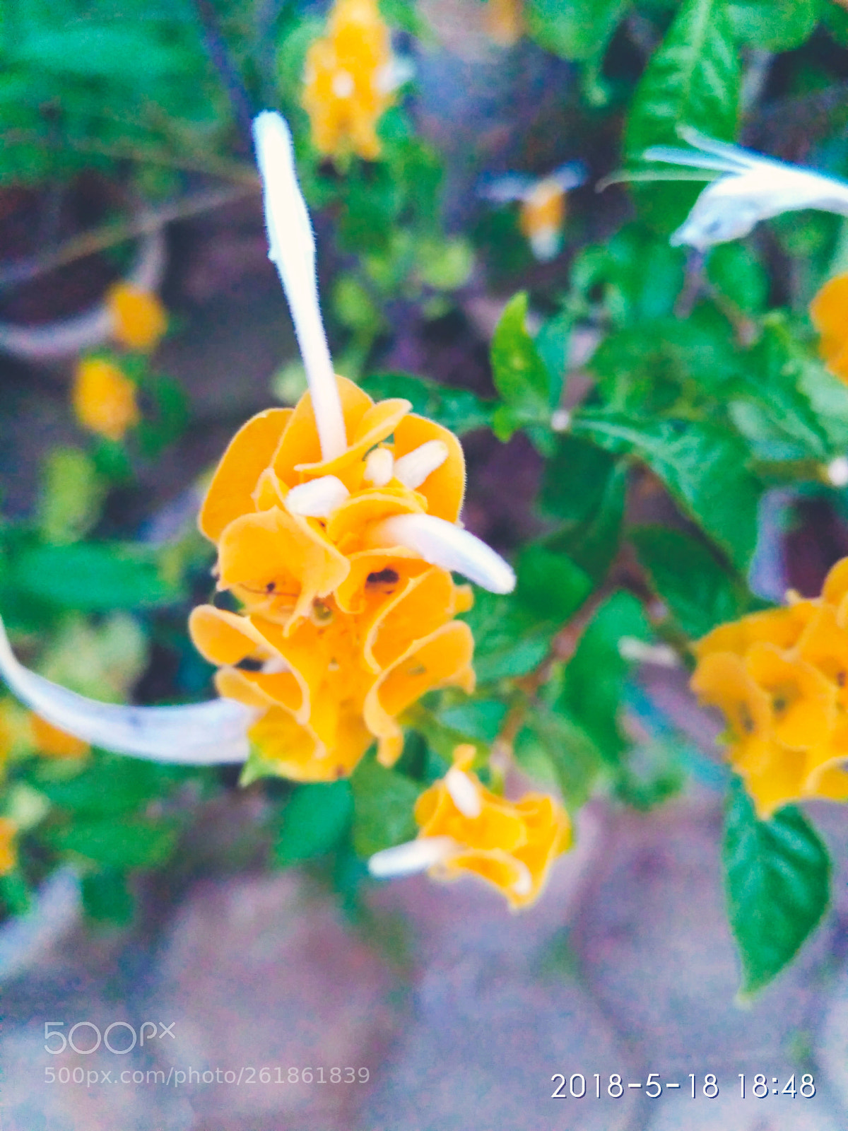Xiaomi Redmi 3S sample photo. Flora photography