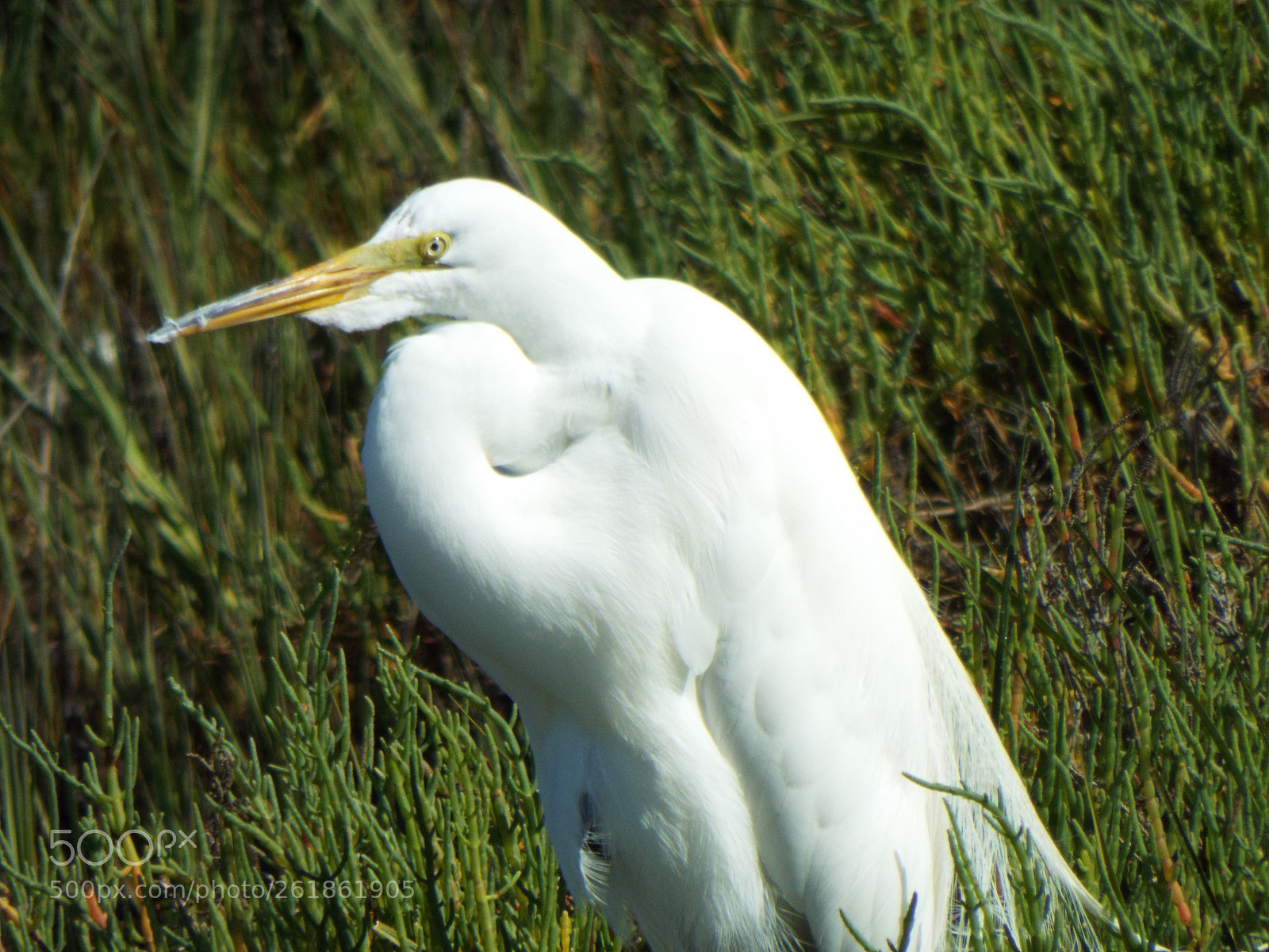 Fujifilm FinePix S9900W S9950W sample photo. Great egret photography